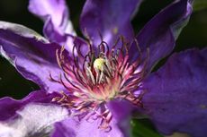 Clematis-lila-1.jpg